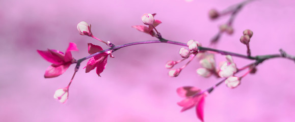 beautiful spring sprig of cherry blossoms in pink