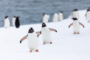 Group of gentoo penguins walking out of the water in Antarctica