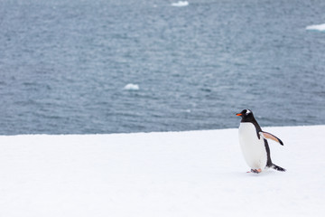 Obraz premium Gentoo penguin in the snow and ice of Antarctica