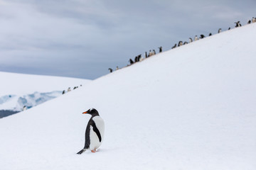 Fototapeta premium Gentoo penguin in front of a group of penguins on a slope in the snow and ice of Antarctica