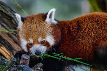 The red panda, Ailurus fulgens, also called the lesser panda.
