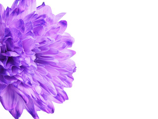 Purple chrysanthemum flower on a white background. Holidays concept valentine's day and women day