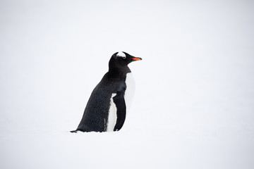 Gentoo penguin in the snow and ice of Antarctica