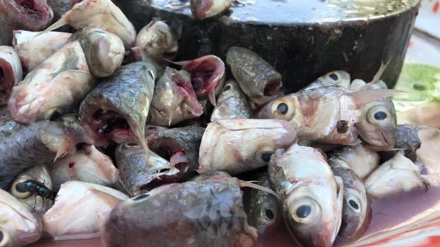 Rotten fish stinky smell with flies in Asian market - Unhealthy dirty food bacteria contaminated, food poisonous risk