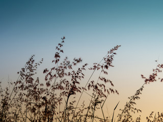 Melinis repens, Natal Red-top flower , blurry and soft focus under windy condition., Beautiful grass flowers