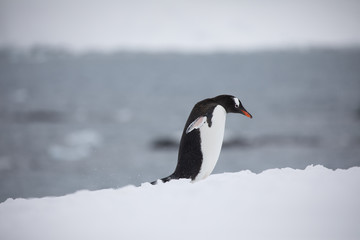 Fototapeta na wymiar Gentoo penguin in the snow and ice of Antarctica