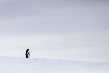 Gentoo penguin in the snow and ice of Antarctica