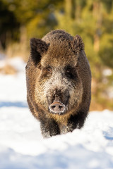 Vertical portrait of wild boar, sus scrofa, standing in snow on a sunny day in winter. Wildlife scenery from nature with furry mammal lit by morning warm light.