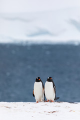Two gentoo penguins mating and courting in the snow and ice of Antarctica