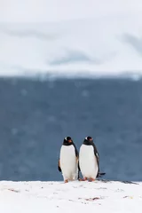 Fotobehang Two gentoo penguins mating and courting in the snow and ice of Antarctica © Gabi