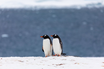 Obraz premium Two gentoo penguins mating and courting in the snow and ice of Antarctica