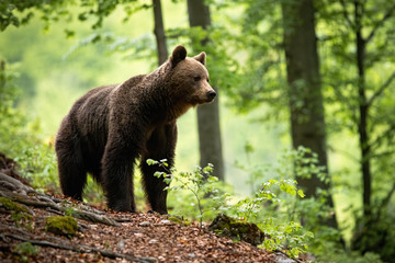 An attentive brown bear, ursus arctos, standing in the middle of green woods in sprintime. A...