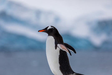 Obraz premium Gentoo penguin in the snow and ice of Antarctica