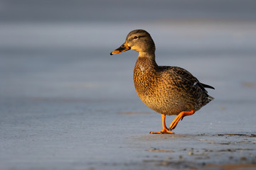 Brown female mallard, anas platyrhynchos, approaching on frozen water stream in winter morning light. Dabbling duck walking on frost ice in arctic weather. Concept of wild animal surviving winter