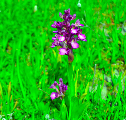 Fototapeta premium Purple Loosestrife plug for plants qraphic design