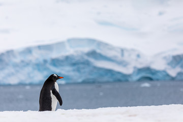 Naklejka premium Gentoo penguin in the snow and ice of Antarctica