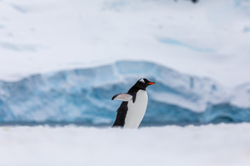 Gentoo penguin in the snow and ice Antarctica