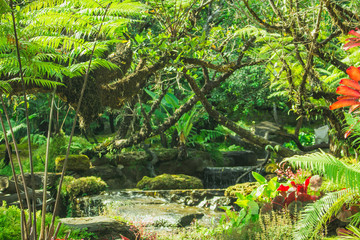 Obraz premium the leaf in nature background, the plant leaf in nature