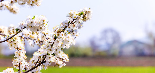 Cherry branch with flowers on a background of spring landscape. Copy space_