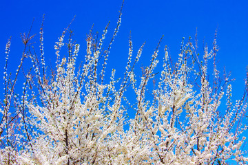 Cherry branches with abundant white color on a background of blue sky_