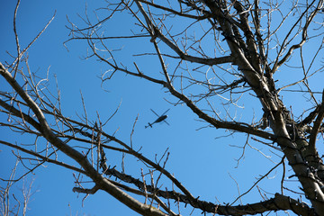 High in the sky above the trees