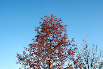 tree in the sky in park