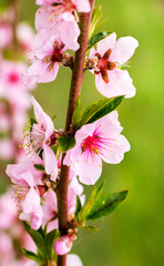 Peach branch with pink flowers on green blurred background_