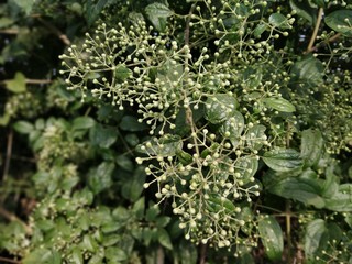 Forest white color flowers