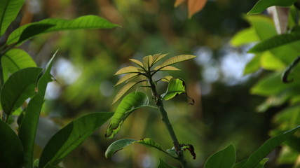 Mango leaf tree above the tree, photographed with selective focus and background bokeh