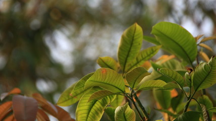 Mango leaf tree above the tree, photographed with selective focus and background bokeh