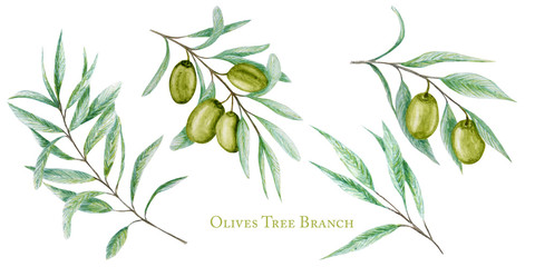 Watercolor green olive tree branch leaves fruits set, Realistic olives botanical illustration isolated on white background, Hand painted, fresh ripe cherries collection for label, card design concept