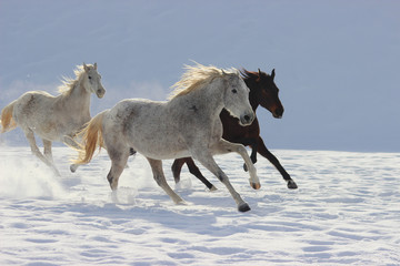 Fototapeta na wymiar horses in snow, 