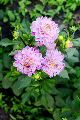 Pink dahlias in the garden on a summer day. Garden flowers.