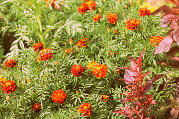 Naklejka premium Bright marigold flowers in a summer garden. Retro style toned