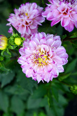 Obraz premium Pink dahlias in the garden on a summer day. Garden flowers.