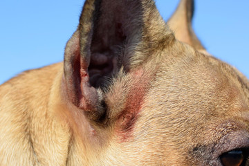 Bloody wound caused by scratching on animal skin of short haired French Bulldog with severe...