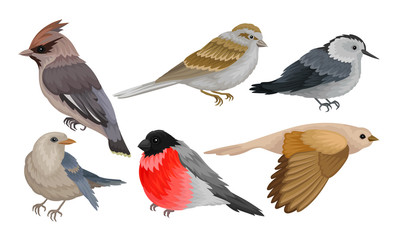 Wild Birds Collection, Titmouse, Bullfinch, Waxwing, Chiffchaff, Sparrow Vector Illustration