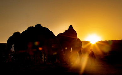 Fototapeta na wymiar Silhouette of A Group of camel in Pushkar Trade fair