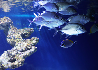 Fototapeta na wymiar School of beautiful silver fish in clear aquarium