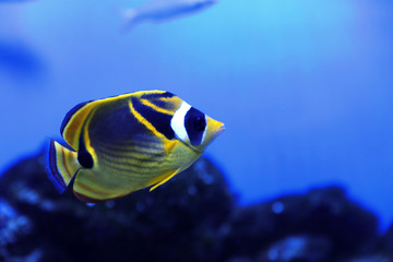 Beautiful raccoon butterflyfish in clear aquarium water
