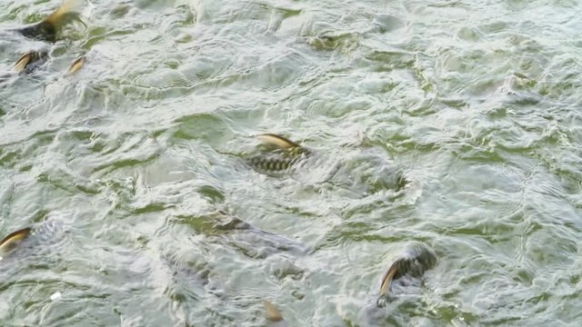 Java barb or Silver barb in farm