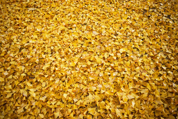 一面に埋め尽くされた銀杏の落ち葉