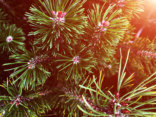 Fototapeta premium Fir tree. Background for christmas design.