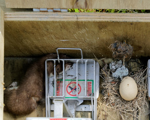 Predator free New Zealand, stoat caught in a mustelid trap.