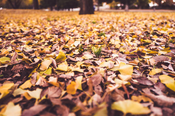 イチョウの黄色い落ち葉 秋 紅葉 公園 横