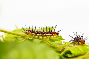 Caterpillar of Rustic butterfly (cupha erymanthis) on leaf and white background