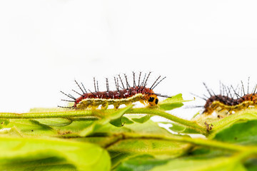 Caterpillar of Rustic butterfly (cupha erymanthis) on leaf and white background