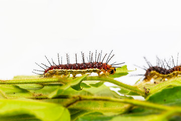 Caterpillar of Rustic butterfly (cupha erymanthis) on leaf and white background