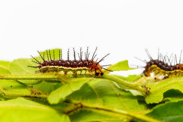 Caterpillar of Rustic butterfly (cupha erymanthis) on leaf and white background