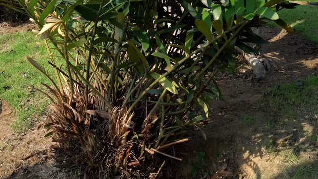 Green leaves pattern,leaf Zamia furfuracea in the forest